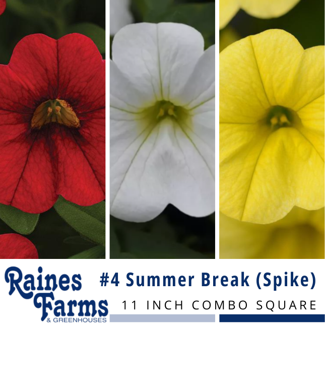#4: Summer Break (Spike) 11 Inch Combo Square